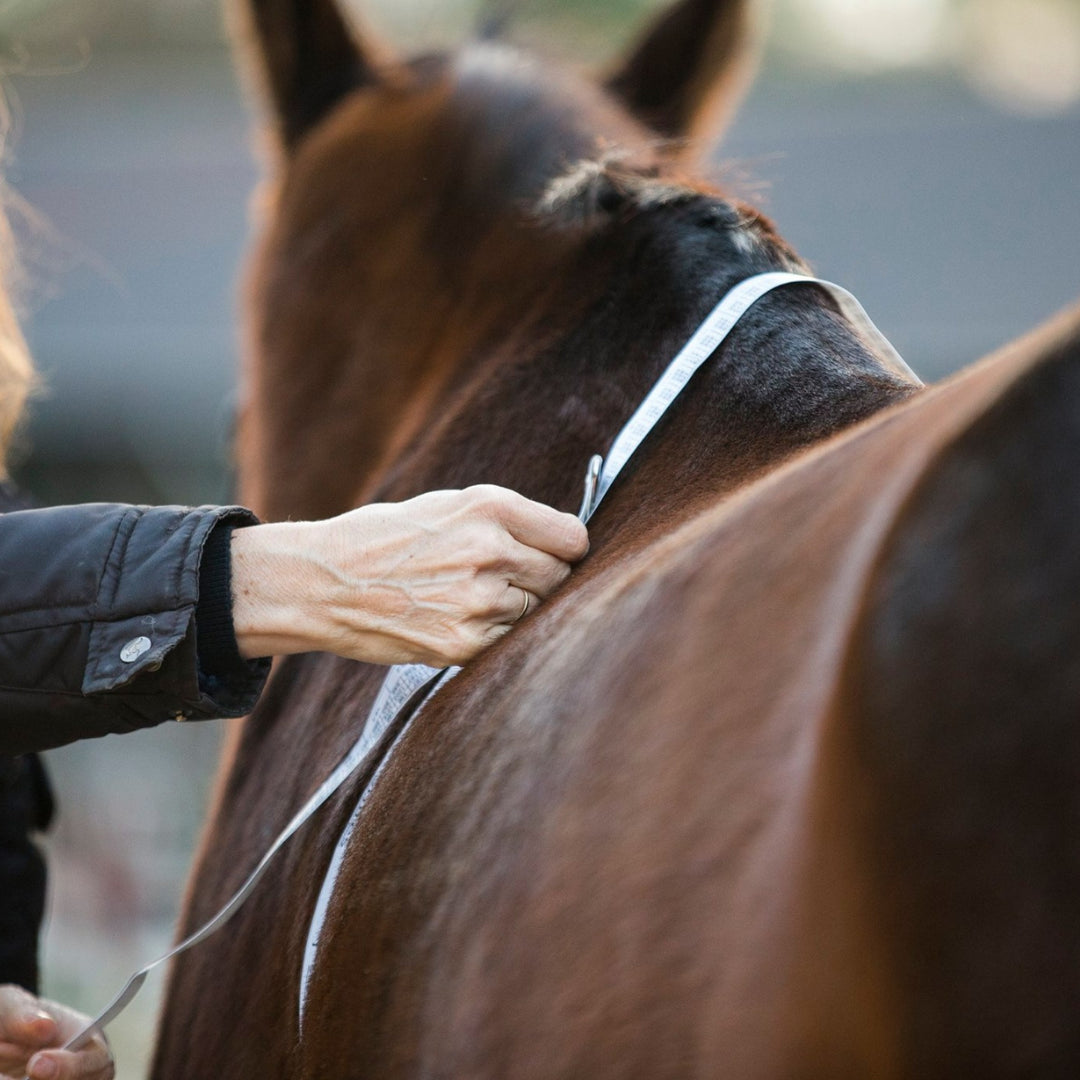 <h6 style="text-align:left;"><span style="font-size:10pt;font-family:'Arial Unicode MS', sans-serif;background:#FFFFFF;">Measuring tape to estimate the approximate weight and height of the horse</span></h6>